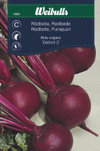 Rødbete ´Detroit 2`